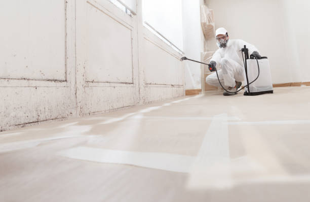 Black mold remediation team in Laingsburg
