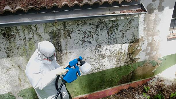 Mold Remediation service in Laingsburg, Laingsburg, MI